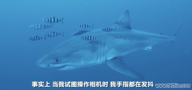 德国一潜水员在地中海拍到大白鲨 荒僻画面具科学价值