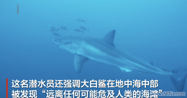 德国一潜水员在地中海拍到大白鲨 荒僻画面具科学价值